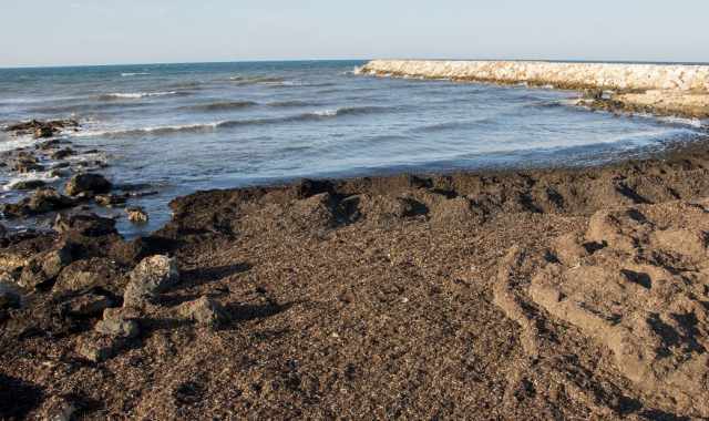 Bari e quel suo acre odore del mare:  dato dalle preziose praterie di alghe e posidonia